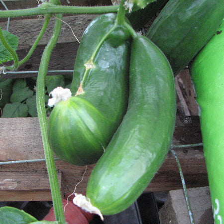 Growing Cucumbers . . . helpful information and advice