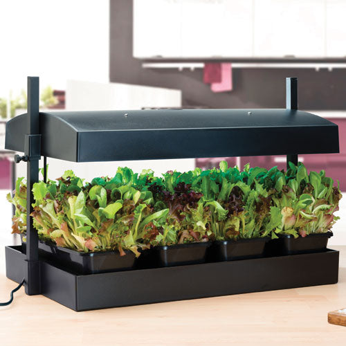 Compact Micro Grow Light Garden for Herbs and Salad