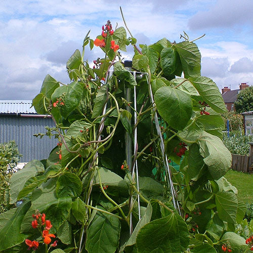 Growing Pole