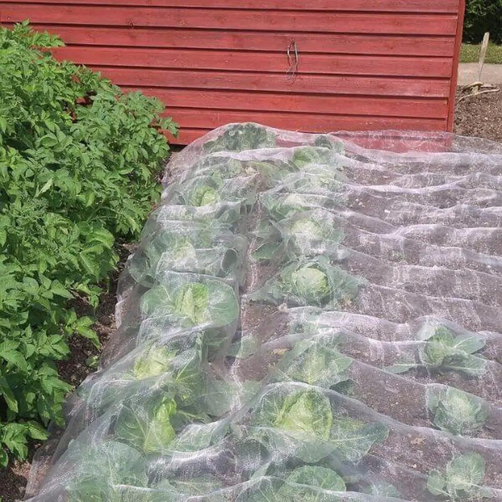 insect netting over cabbages in garden