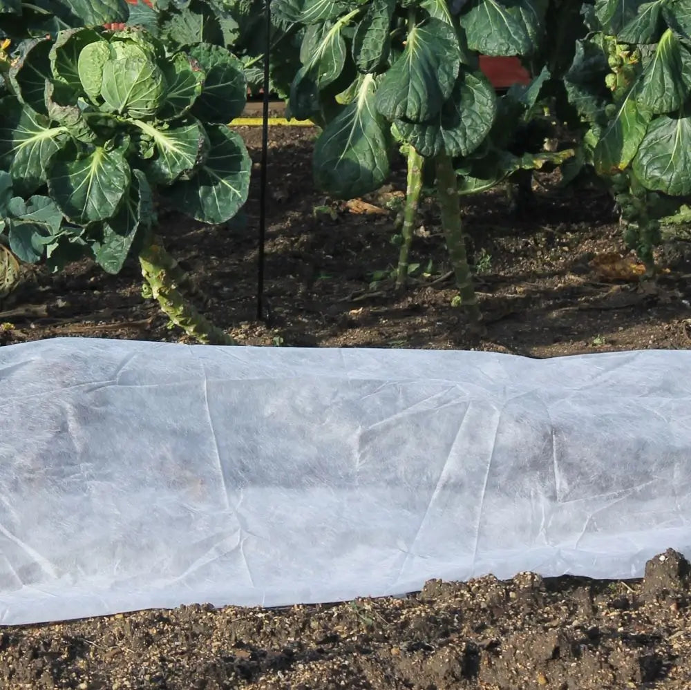 garden fleece over veg, sprouts in background