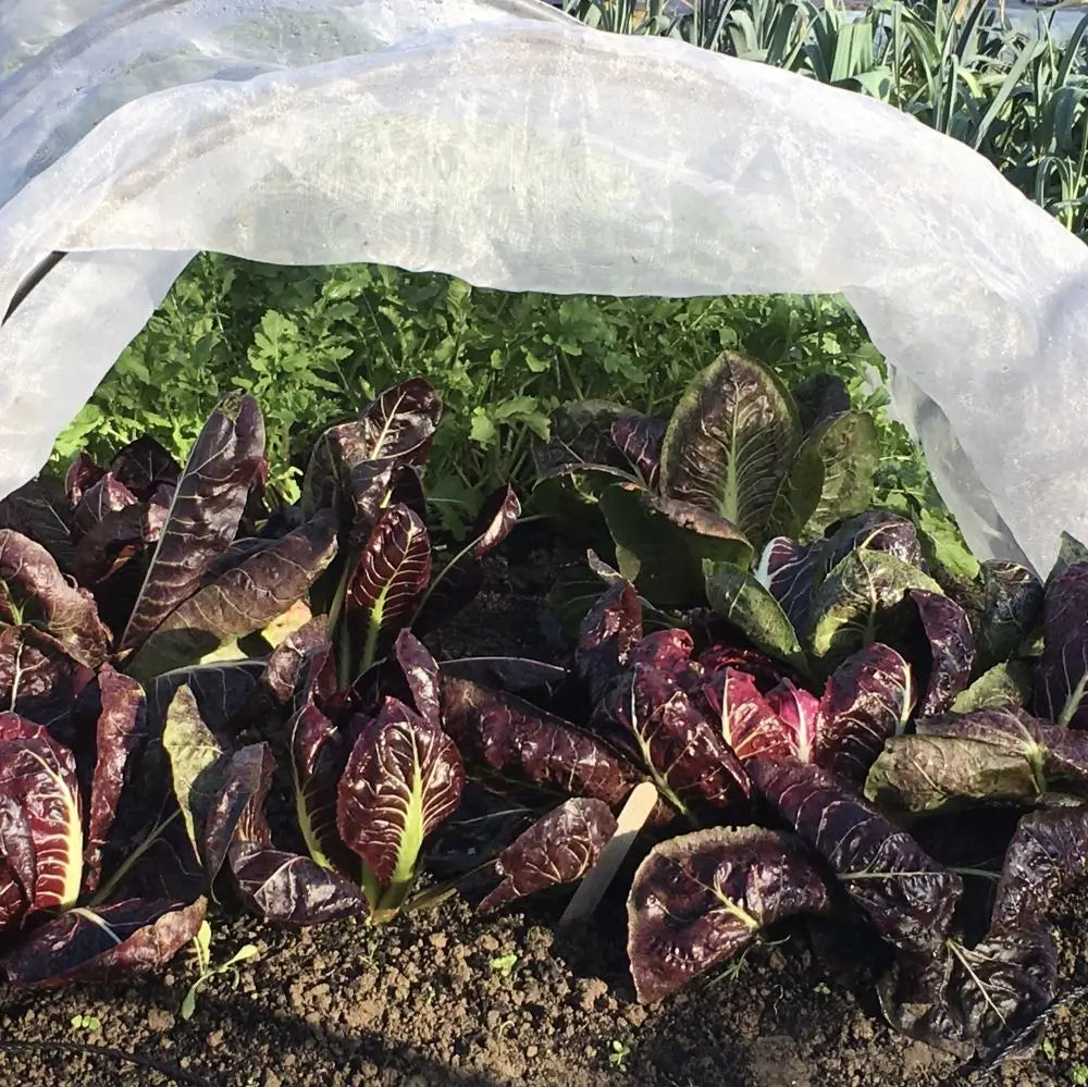 garden fleece over red leaves and carrots