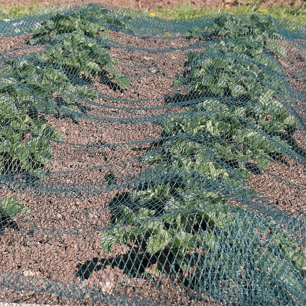 green bird netting laid directly over strawberries