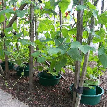 Tomato Growpots