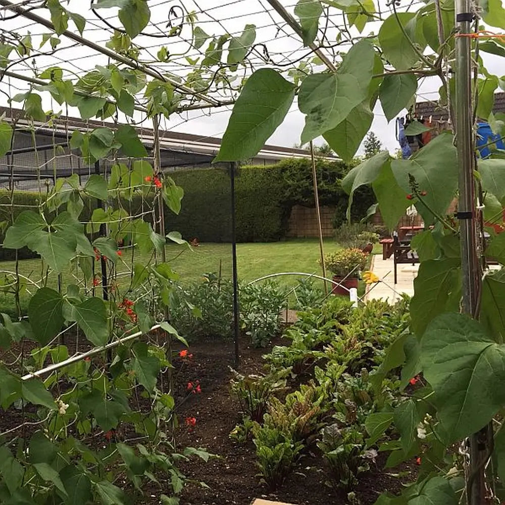 arch frame of beans and netting