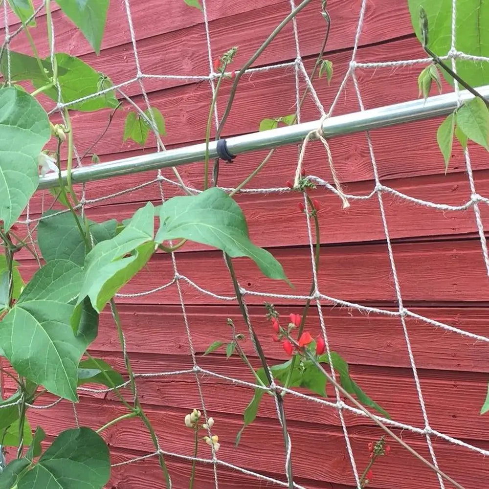 jute netting supporting beans on frame