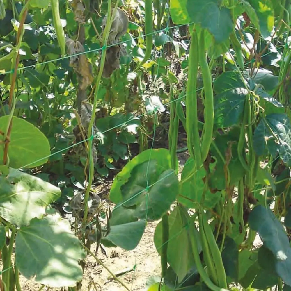 plastic pea and bean neting in beans